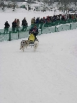 2003 schlittenhunde011.jpg
